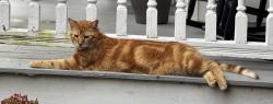 Lost Male Cat last seen Near High Street, Chestertown, MD, Chestertown, MD 21620