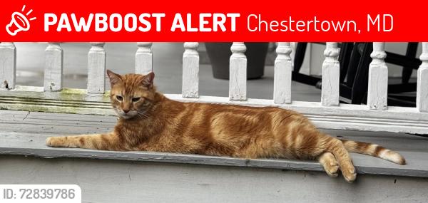 Lost Male Cat last seen Near High Street, Chestertown, MD, Chestertown, MD 21620