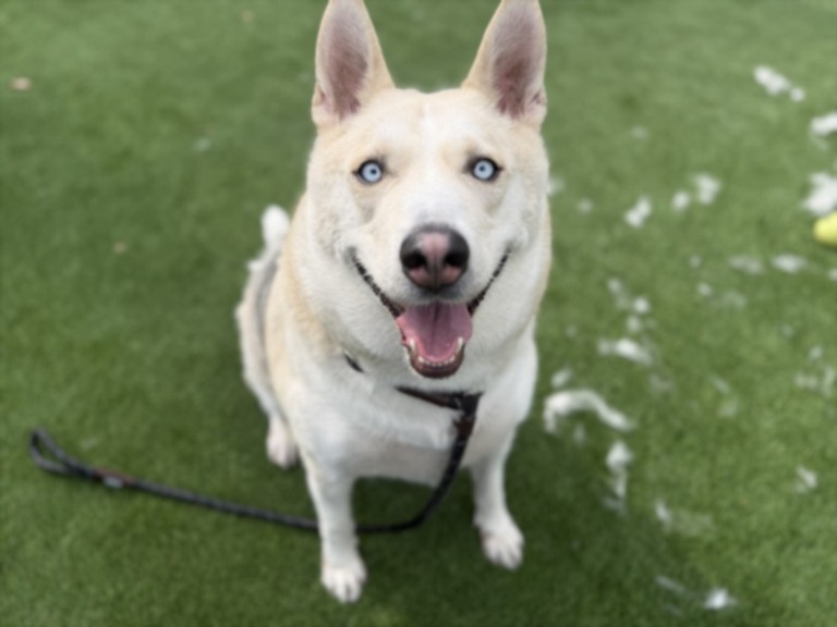 Shelter Stray Male Dog last seen , Los Angeles, CA 90031