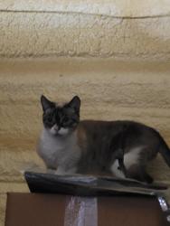 Found/Stray Unknown Cat last seen Skeenah Gap Rd, Blairsville, GA 30512