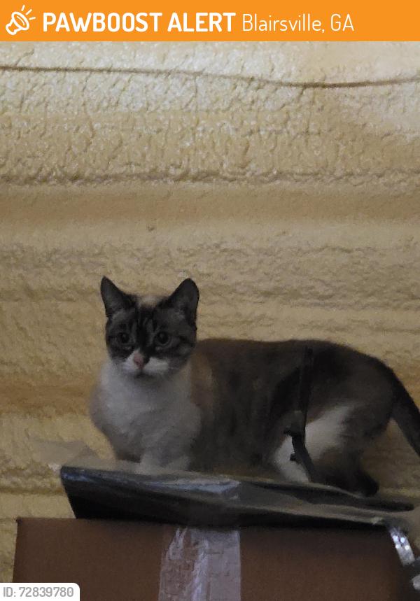 Found/Stray Unknown Cat last seen Skeenah Gap Rd, Blairsville, GA 30512