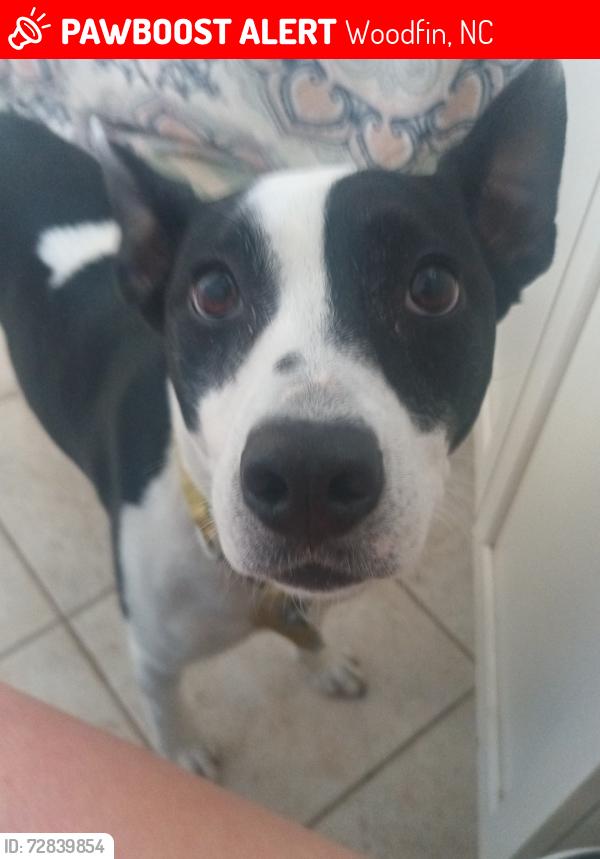 Lost Female Dog last seen Near Elk Mountain Road Asheville NC 28804, Woodfin, NC 28804