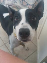 Lost Female Dog last seen Near Elk Mountain Road Asheville NC 28804, Woodfin, NC 28804