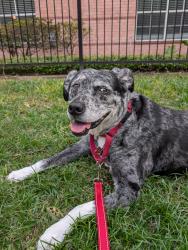 Lost Female Dog last seen Near Manak, Sealy, TX 77474