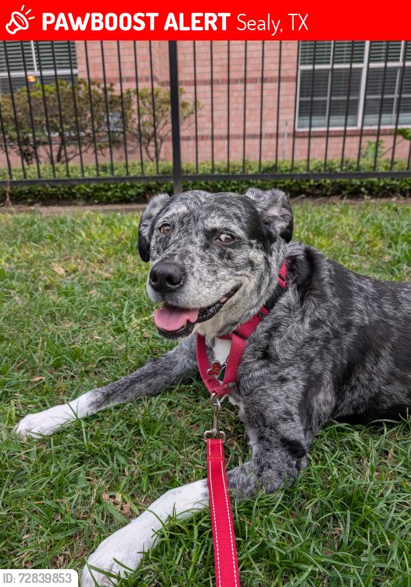 Lost Female Dog last seen Near Manak, Sealy, TX 77474