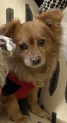 Lost Male Dog last seen Silverado and Pollock, Las Vegas, NV 89183