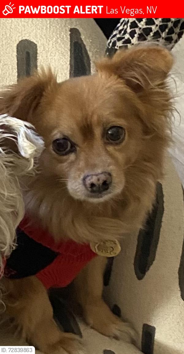 Lost Male Dog last seen Silverado and Pollock, Las Vegas, NV 89183