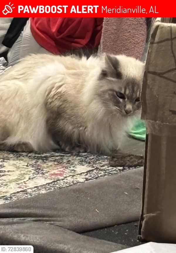 Lost Female Cat last seen Tate farms , Meridianville, AL 35759
