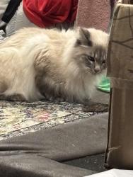 Lost Female Cat last seen Tate farms , Meridianville, AL 35759