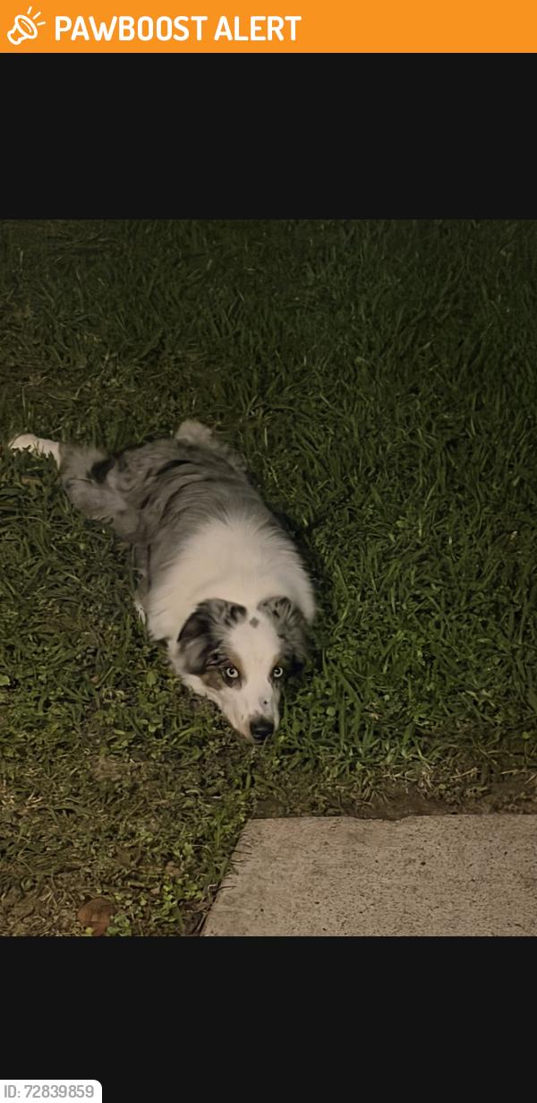 Found/Stray Unknown Dog last seen Memorial Parkway Junior High, Memorial Parkway, TX 77450