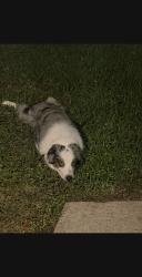 Found/Stray Unknown Dog last seen Memorial Parkway Junior High, Memorial Parkway, TX 77450