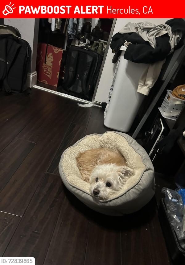 Lost Male Dog last seen refugio, Hercules, CA 94547