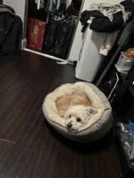 Lost Male Dog last seen refugio, Hercules, CA 94547