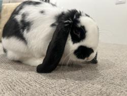 Lost Female Rabbit last seen Northshore , Saratoga Springs, UT 84045