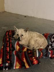 Found/Stray Unknown Dog last seen Waverly Hills Ct and Herrington Rd, Lawrenceville, GA 30044