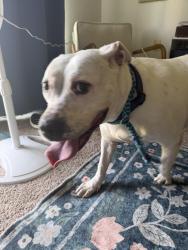 Found/Stray Female Dog last seen Waterchase apmts, Wyoming, MI 49519