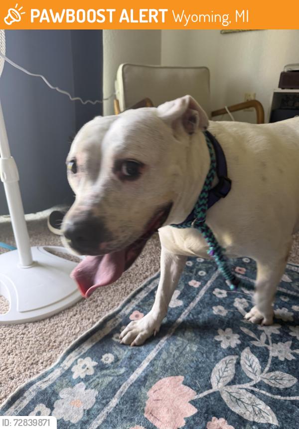 Found/Stray Female Dog last seen Waterchase apmts, Wyoming, MI 49519