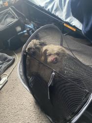 Found/Stray Unknown Dog last seen Buena Vista St, Poway, CA 92064