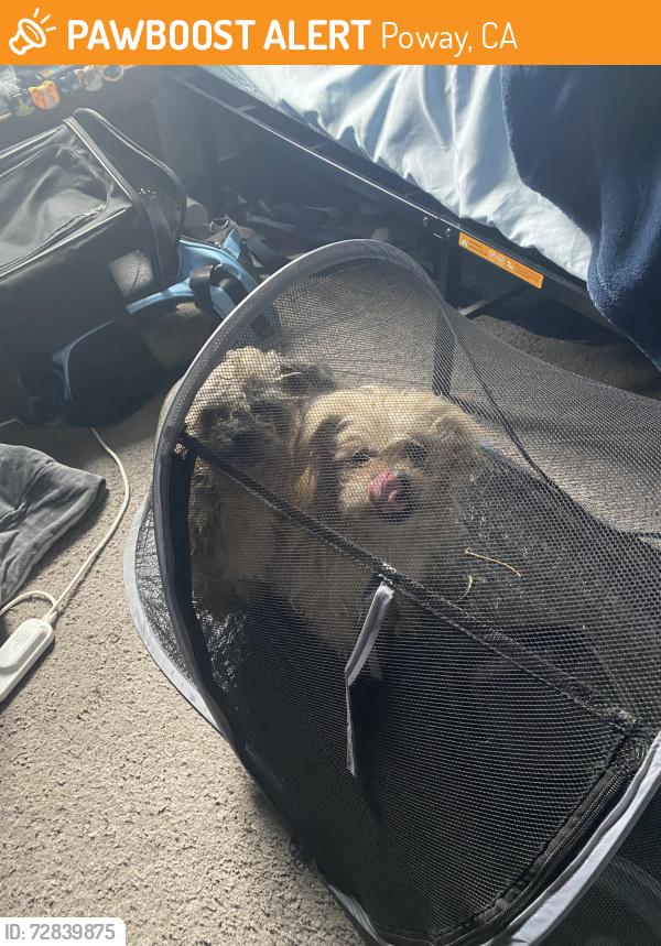 Found/Stray Unknown Dog last seen Buena Vista St, Poway, CA 92064