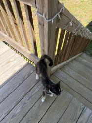 Found/Stray Unknown Cat last seen Williams road , Spring Hope, NC 27882