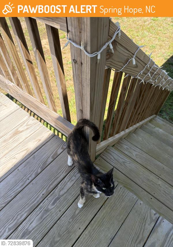 Found/Stray Unknown Cat last seen Williams road , Spring Hope, NC 27882