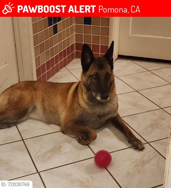 Lost Female Dog last seen Mission and westmont, Pomona, CA 91766