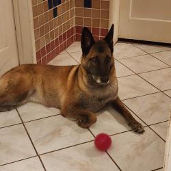 Lost Female Dog last seen Mission and westmont, Pomona, CA 91766