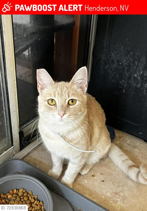 Lost Female Cat last seen Eastgate between Sunset and Galleria, Henderson, NV 89074
