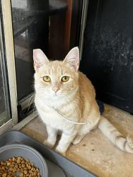Lost Female Cat last seen Eastgate between Sunset and Galleria, Henderson, NV 89074