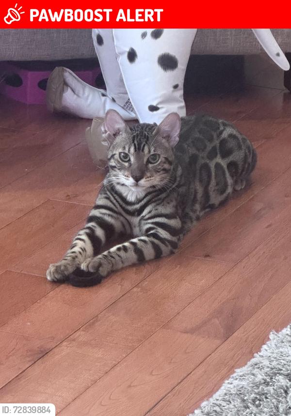 Lost Male Cat last seen Ford and ridge rd by canton charter academy, Canton Township, MI 48187