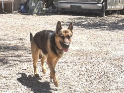 Lost Male Dog last seen Mission Rd and 36th, Tucson, AZ 85713