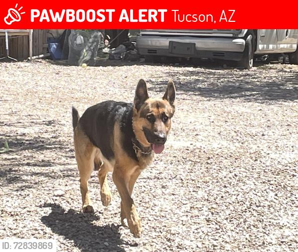 Lost Male Dog last seen Mission Rd and 36th, Tucson, AZ 85713