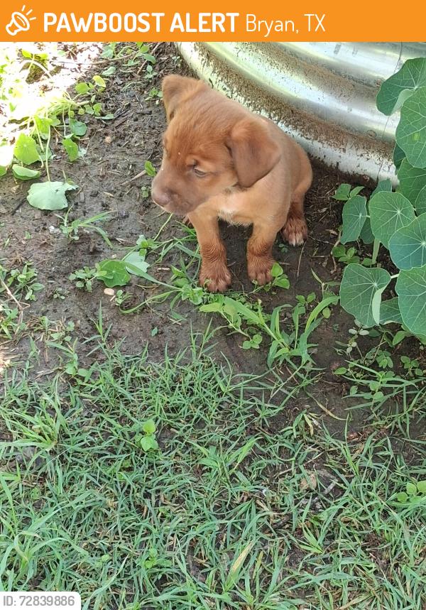 Surrendered Male Dog last seen Willkes St. @ Missouri Ave, Bryan, TX 77803