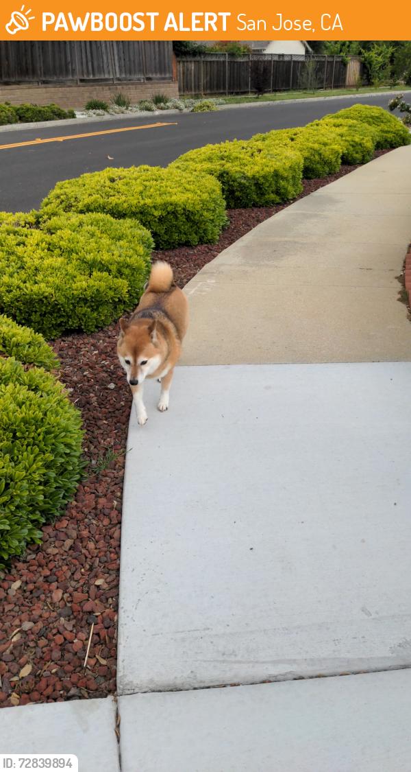 Found/Stray Unknown Dog last seen Willow and park ests, San Jose, CA 95135