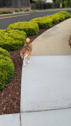 Found/Stray Unknown Dog last seen Willow and park ests , San Jose, CA 95135
