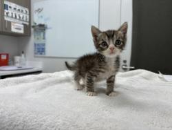 Shelter Stray Male Cat last seen E 114th St & Herrick Ave, KCMO, 64134, MO, Kansas City, MO 64132