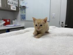 Shelter Stray Male Cat last seen E 114th St & Herrick Ave, KCMO, 64134, MO, Kansas City, MO 64132