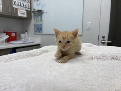 Shelter Stray Male Cat last seen E 114th St & Herrick Ave, KCMO, 64134, MO, Kansas City, MO 64132