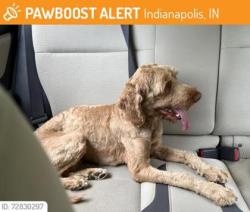Shelter Stray Male Dog last seen Indianapolis, IN 46228, Fishers, IN 46038