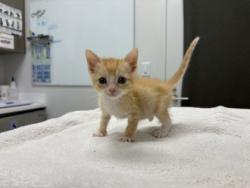 Shelter Stray Female Cat last seen E 114th St & Herrick Ave, KCMO, 64134, MO, Kansas City, MO 64132