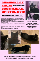 Lost Female Cat last seen Near Lidl Southmead , Southmead, England BS10 5JX