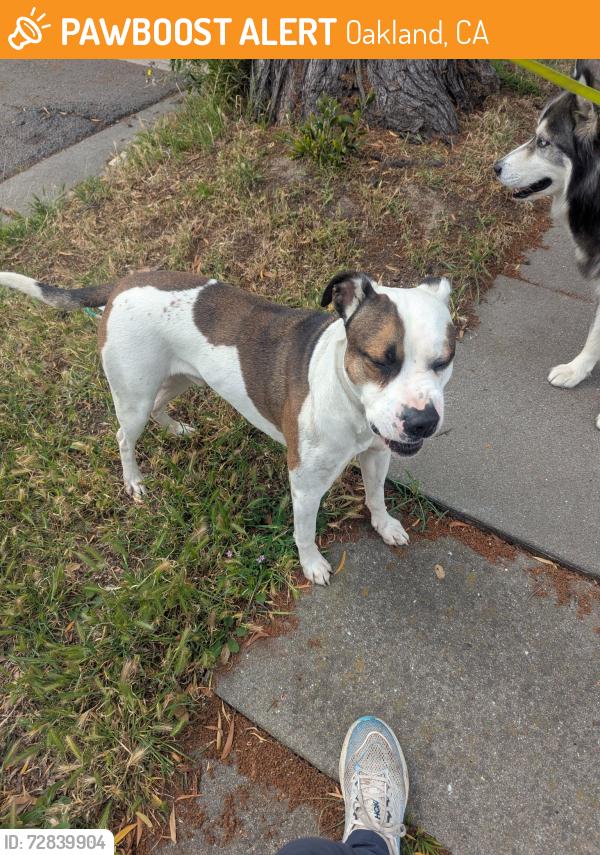 Found/Stray Male Dog last seen 17th Ave and East 20th St., Oakland CA, Oakland, CA 94606