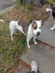 Found/Stray Male Dog last seen 17th Ave and East 20th St., Oakland CA, Oakland, CA 94606