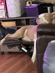 Lost Female Dog last seen Near cobra lane Charleston Wv , Elkview, WV 25071