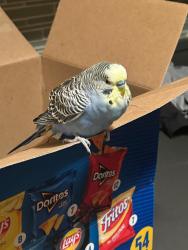 Found/Stray Unknown Bird last seen Randall's Island Field 41 on the Bronx side of the park, New York, NY 10035