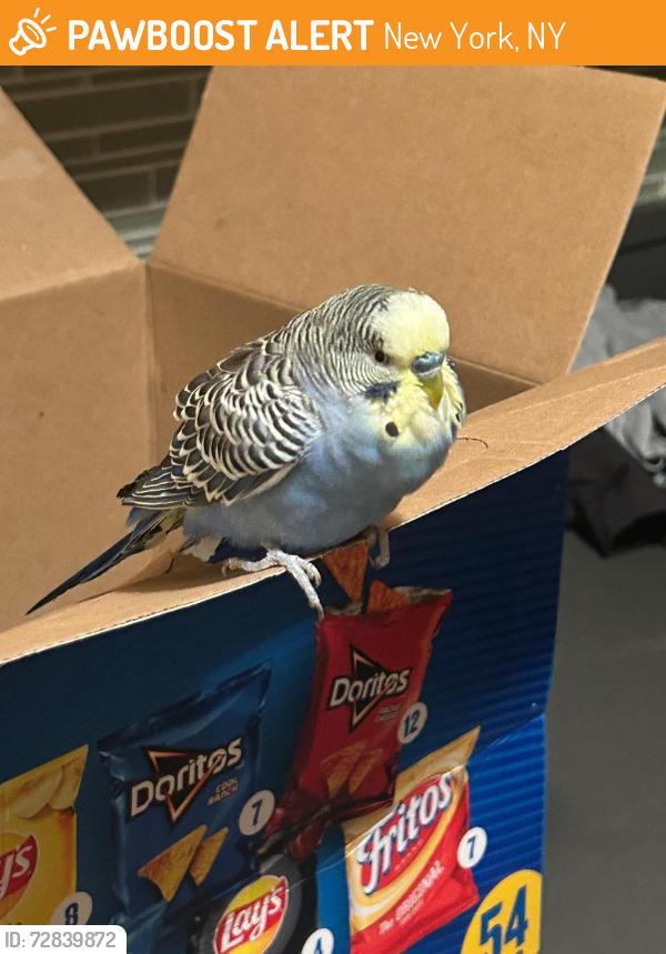 Found/Stray Unknown Bird last seen Randall's Island Field 41 on the Bronx side of the park, New York, NY 10035