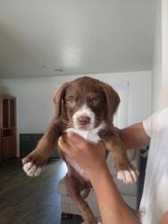 Lost Male Dog last seen 24th and Van buren, Phoenix, AZ 85009