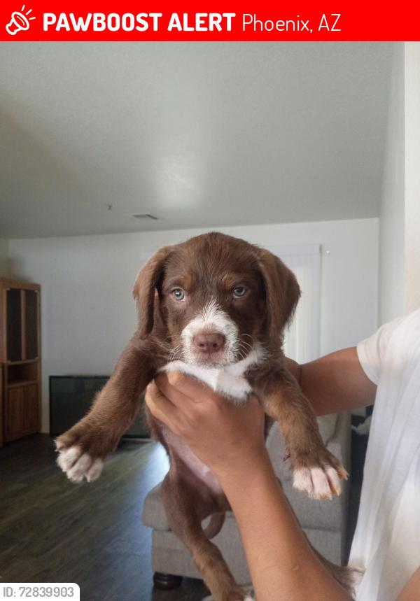Lost Male Dog last seen 24th and Van buren, Phoenix, AZ 85009