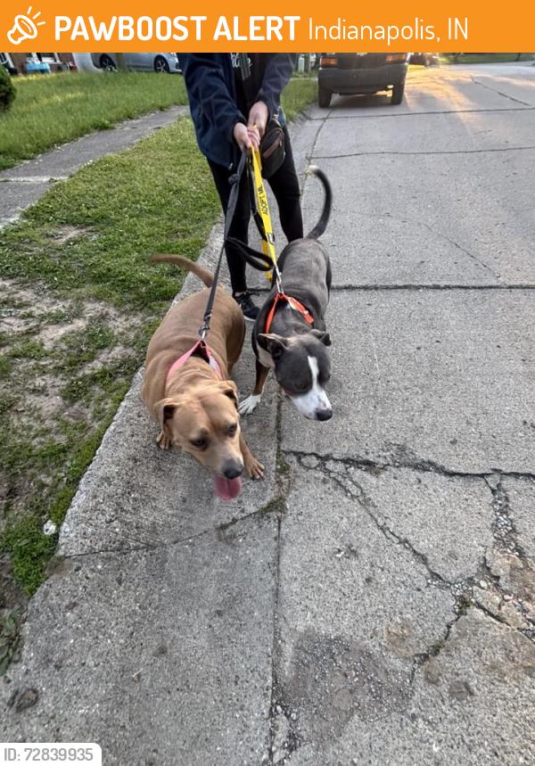Found/Stray Male Dog last seen Southwest Dr and Kentucky Ave , Indianapolis, IN 46241