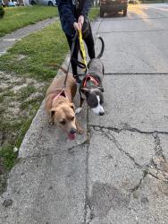 Found/Stray Male Dog last seen Southwest Dr and Kentucky Ave , Indianapolis, IN 46241
